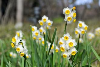 /Files/images/close-up-blooming-daffodils.jpg